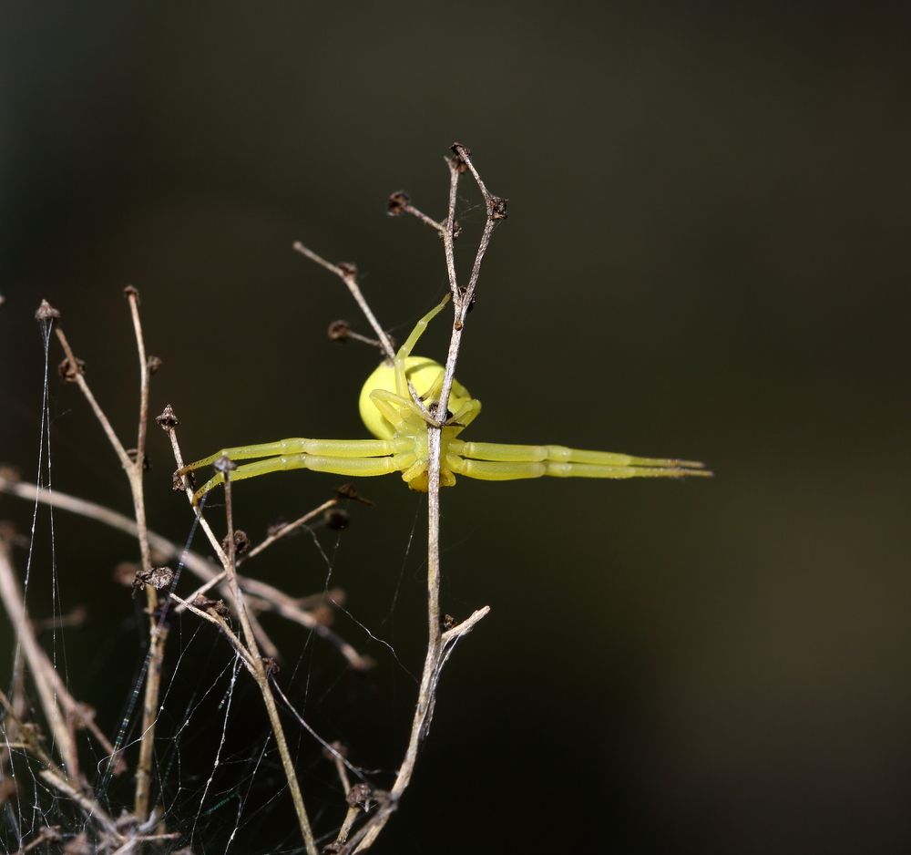 Утренняя разминка