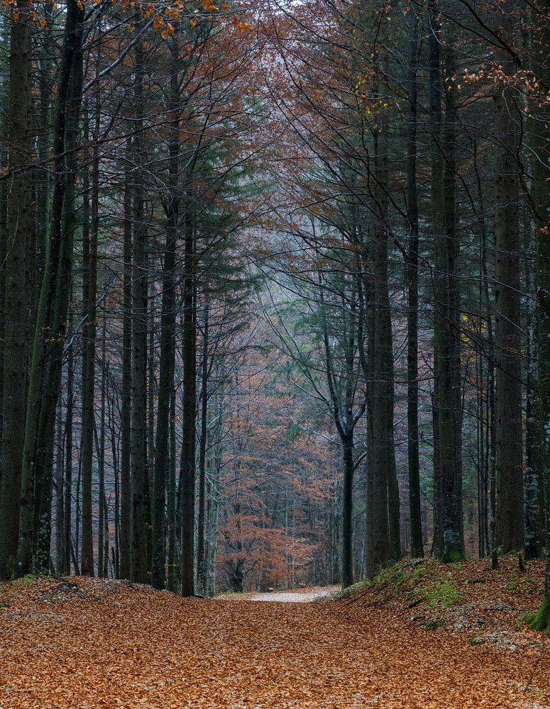 "Осенний лес"