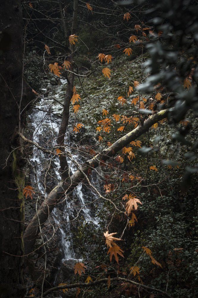 Золотые листья Троодоса - Golden leaves of Troodos
