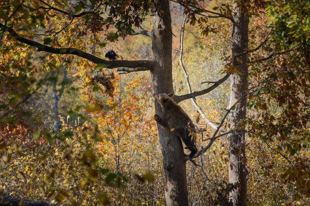 Новое прочтение басни Крылова