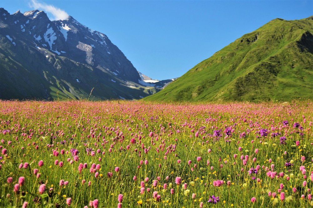 Цветущие поля Осетии