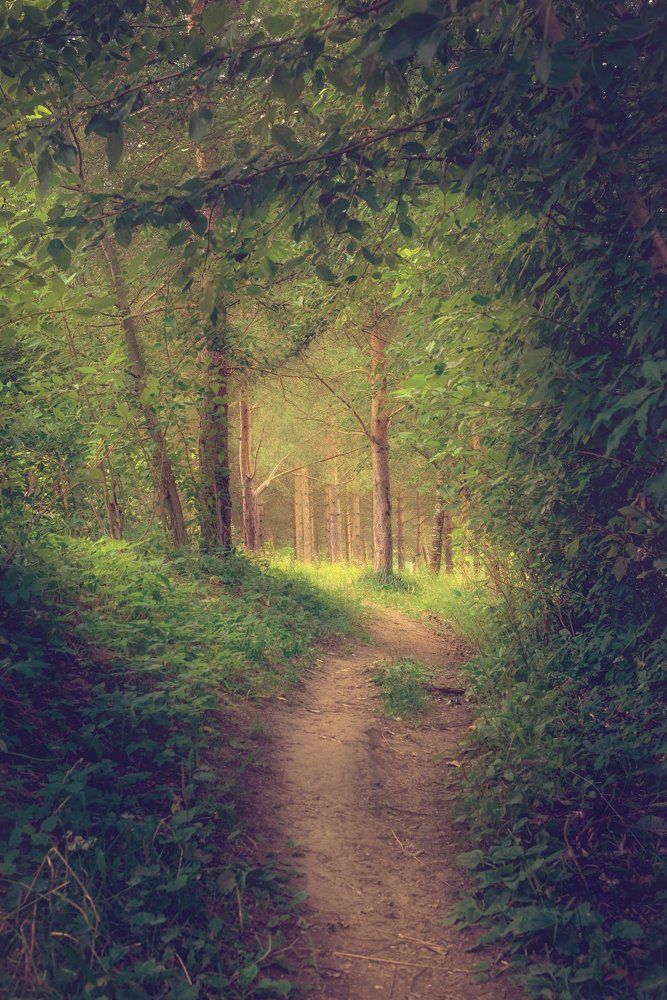 Лесными тропинками