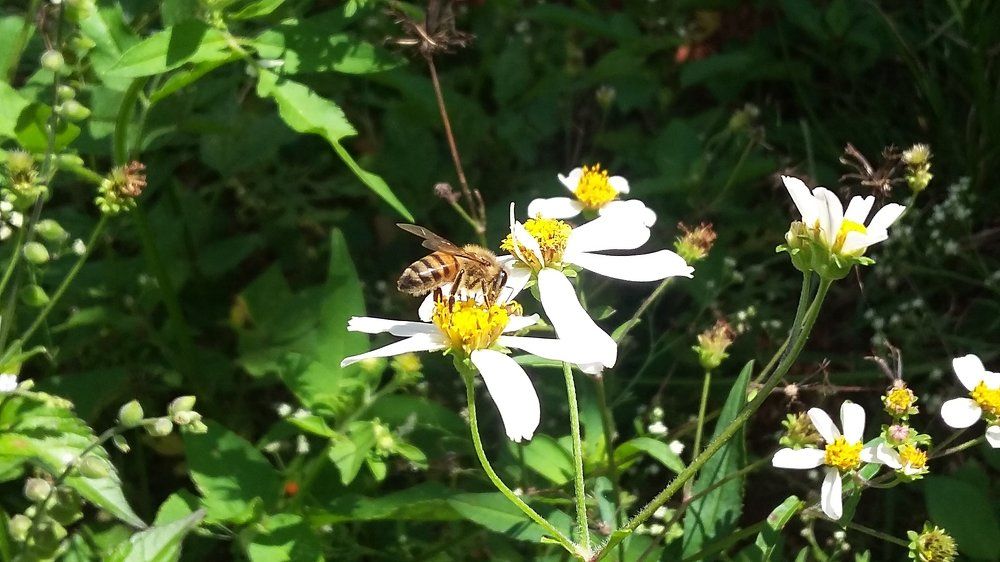 Simplicity : The Bee and the pollen