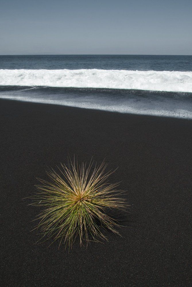 Колючка на пляже