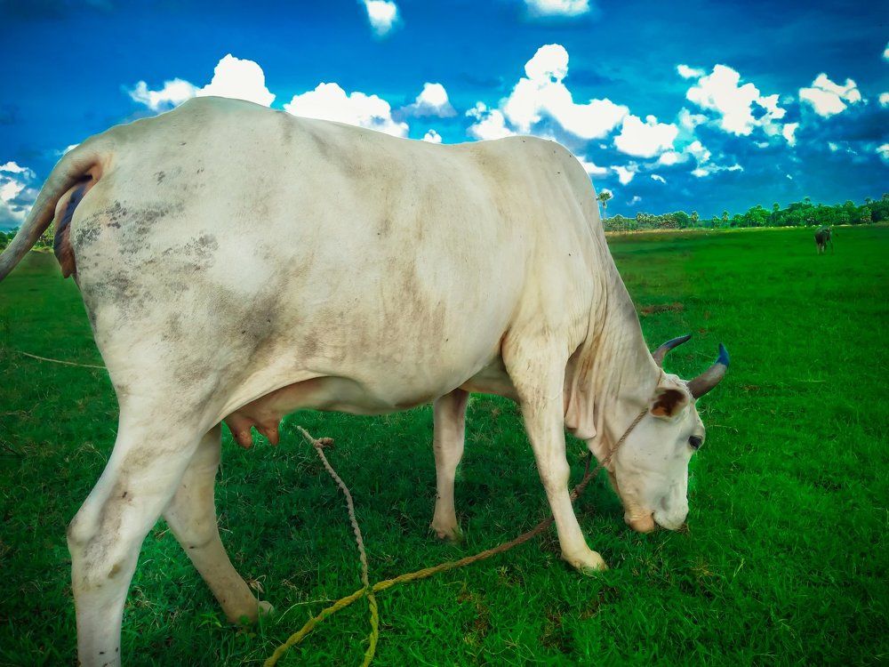 nature beautiful cow..