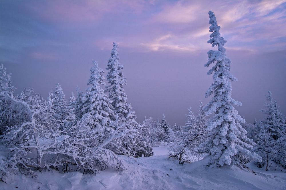По заснеженным тропинкам