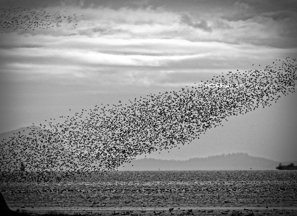 Thousands of shorebirds migration