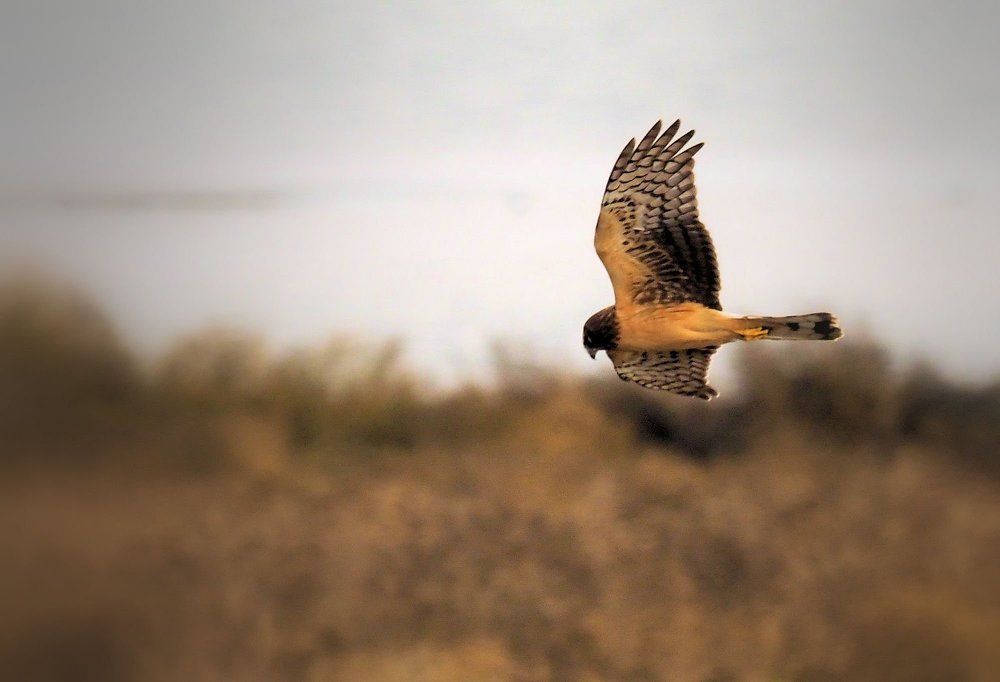 Harriet Hawk gliding with the wind