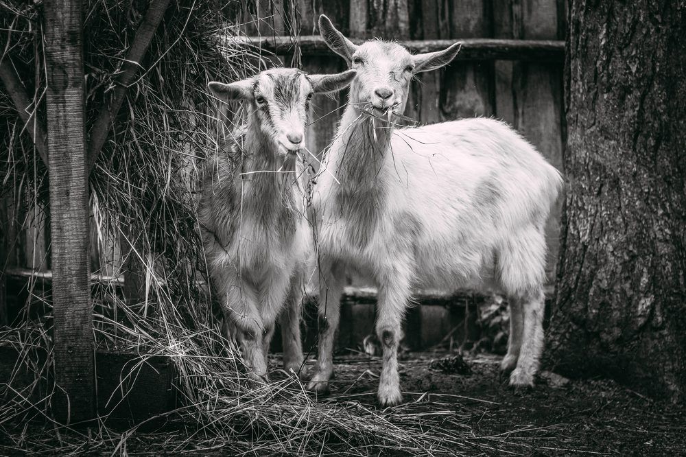 Наше подворье