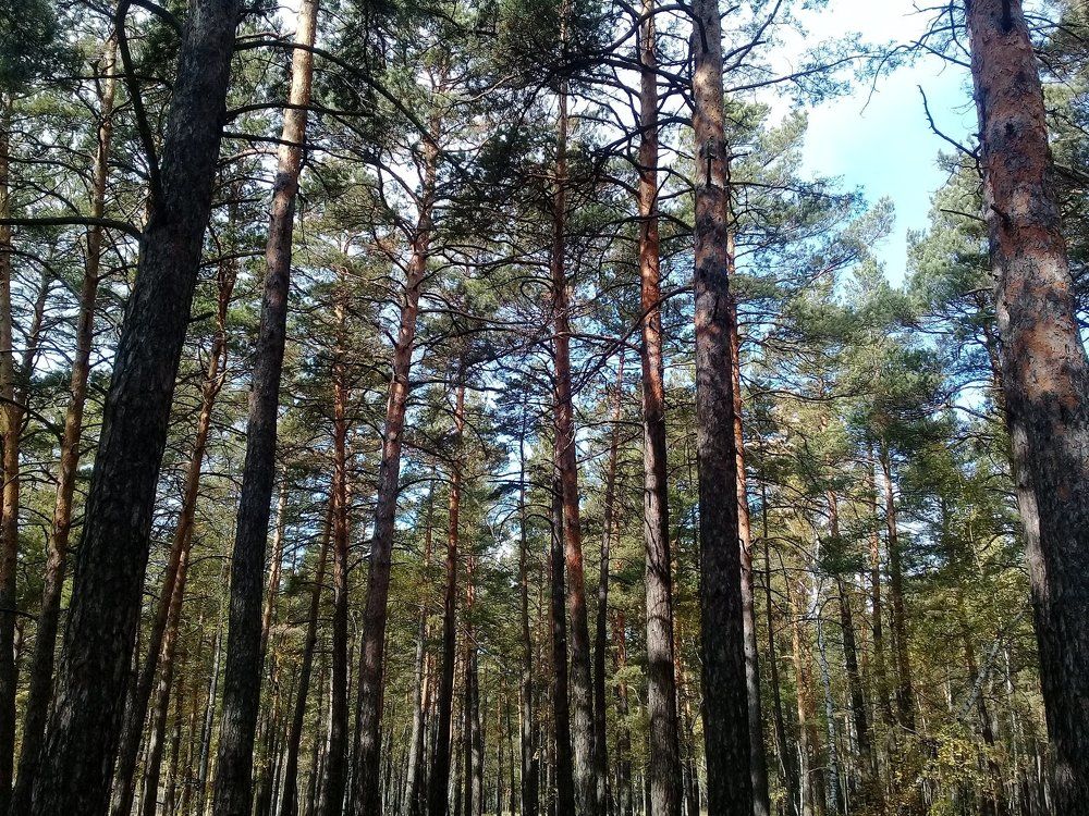 Осенний бор