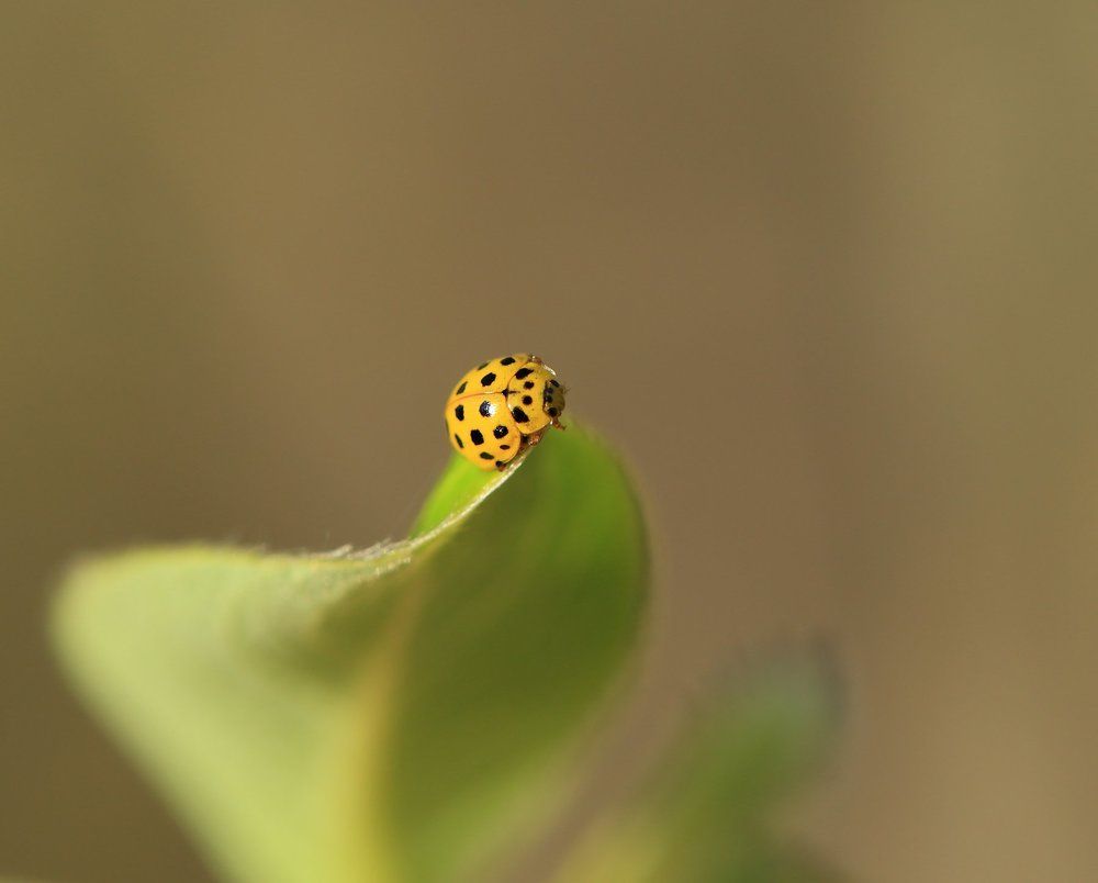 Майский ветер