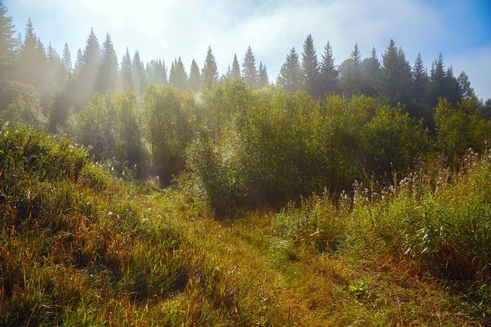 Утро туманное,утро таёжное.