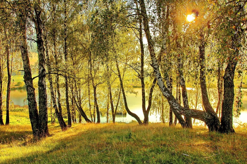 И сердце трогает природы красота