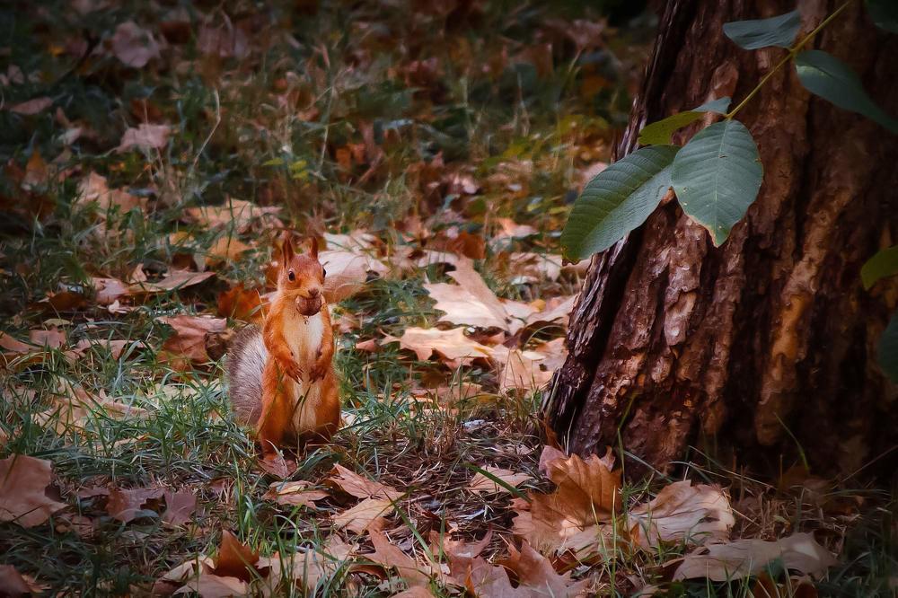 Орех будешь?