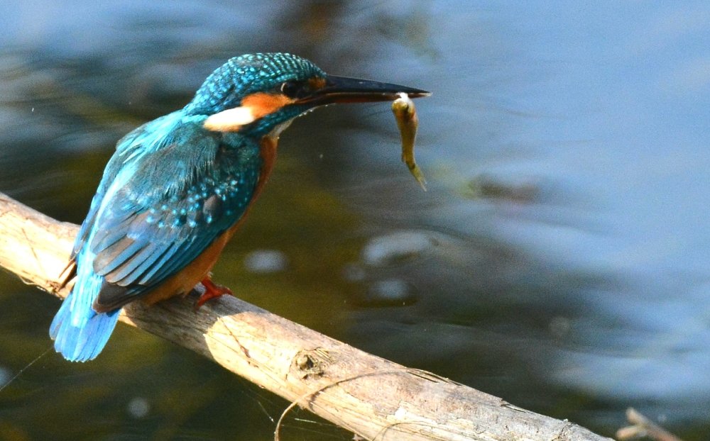 Common Kinghfisher