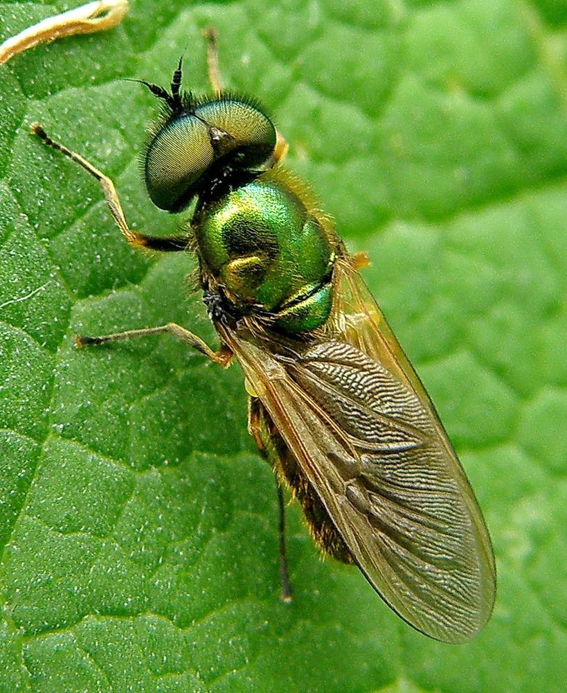Chloromyia formosa - Львинка.