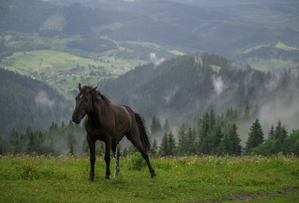 Wild horse