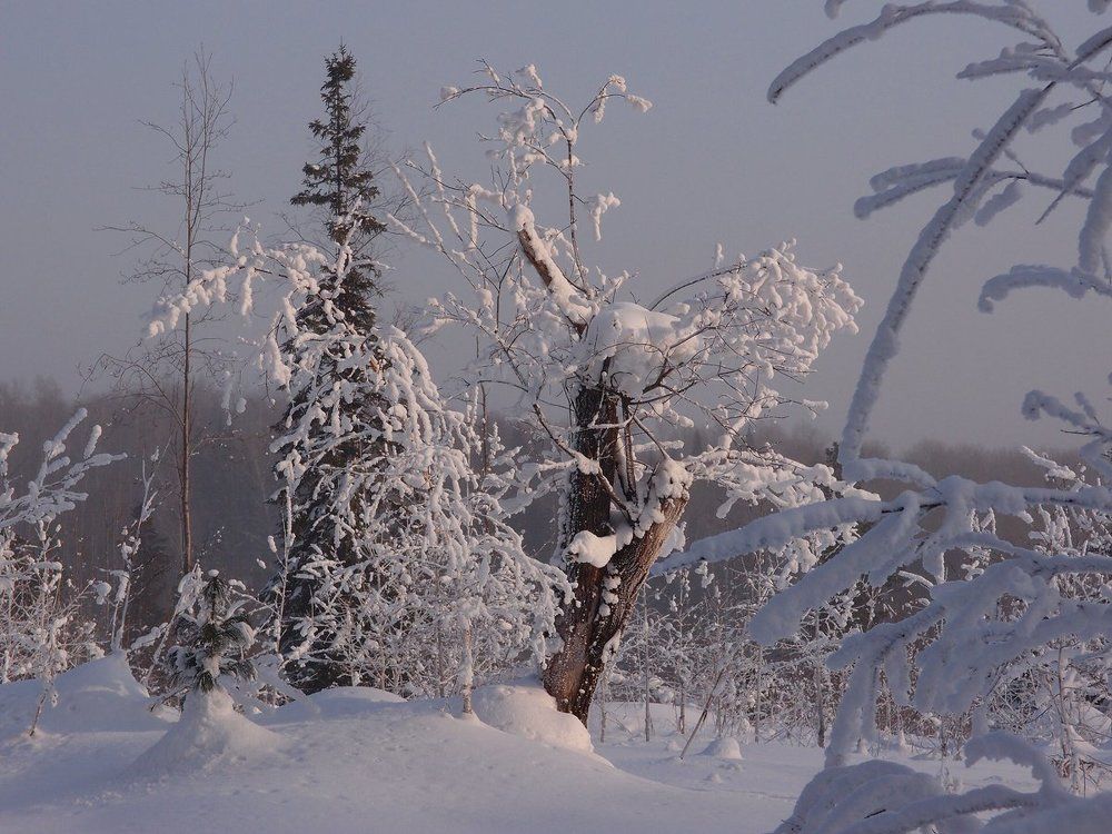 Снежность