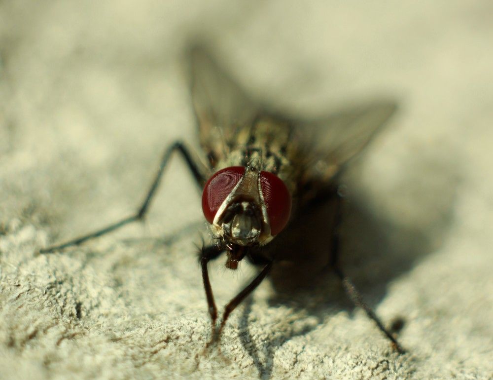 потираем лапки