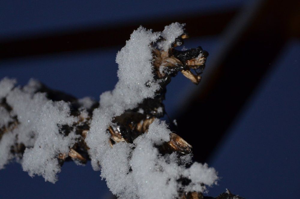 Зимняя фантазия...