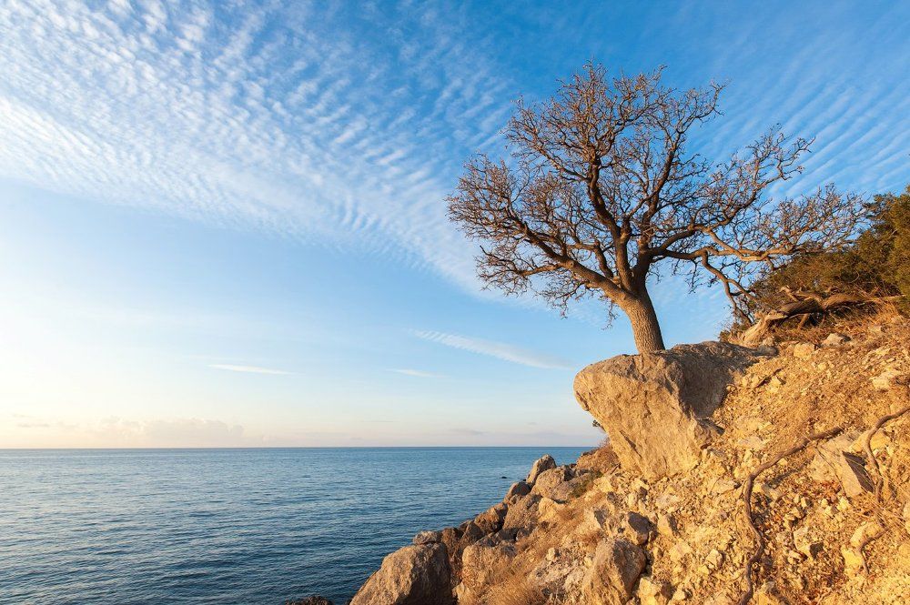 Могучая фисташка