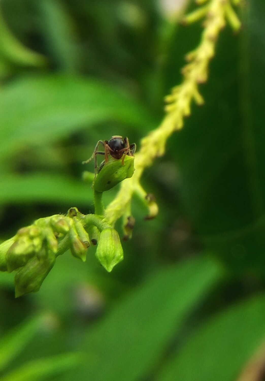 Ant