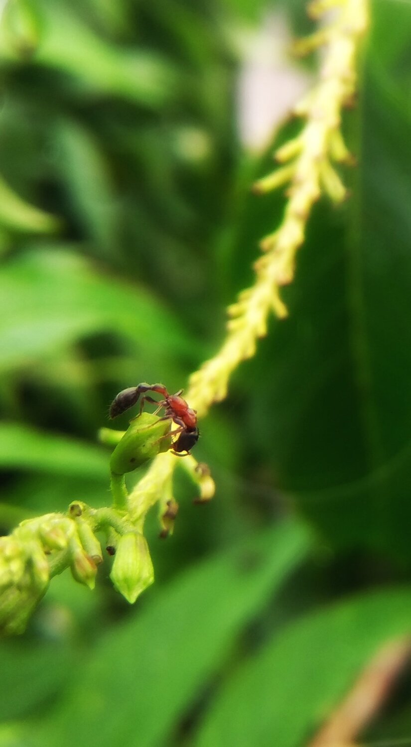 Ant