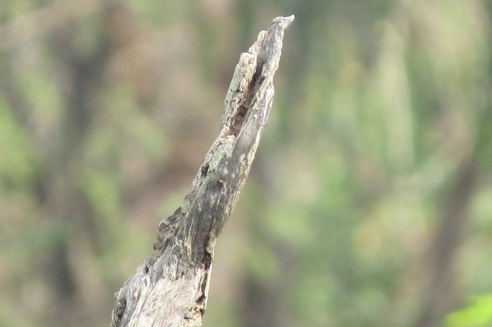 It's an art photography