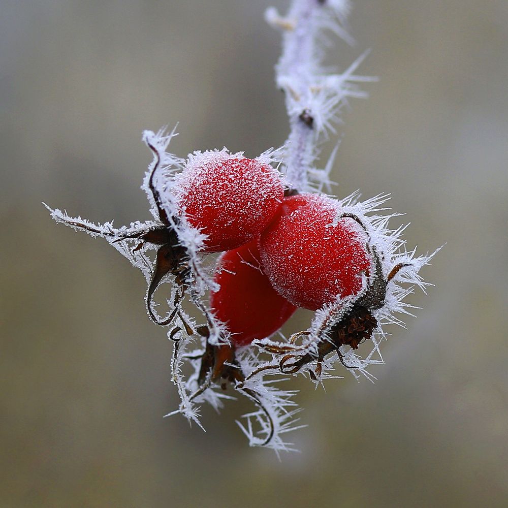 Чудеса природы.Плоды шиповника.