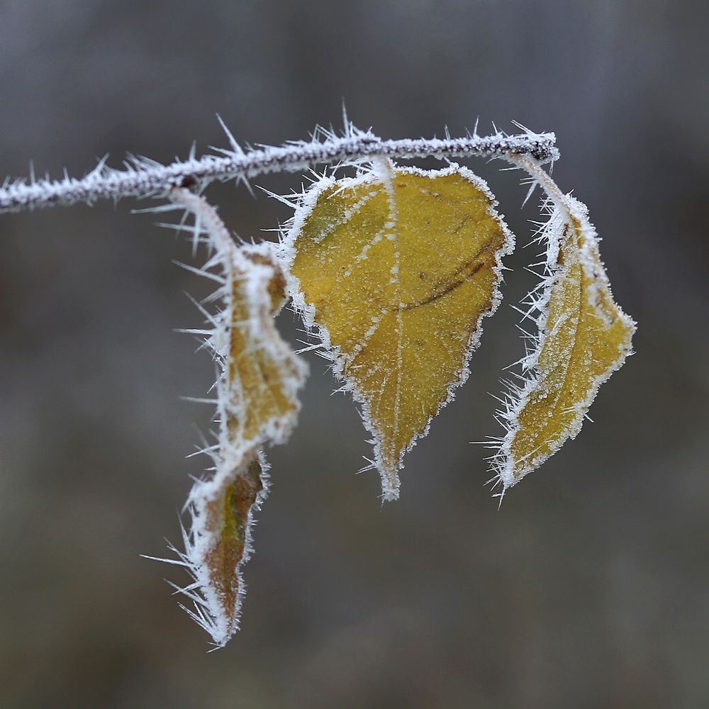 Листья берёзы. Чудеса природы.