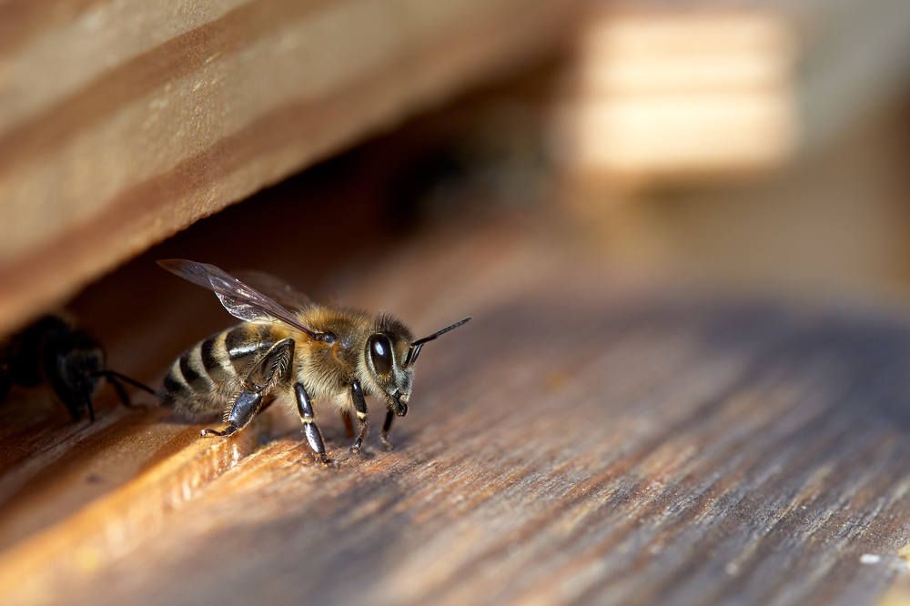 Photograph by Беспалов Александр
