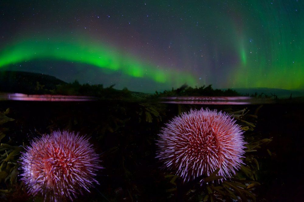 Мелодия Севера