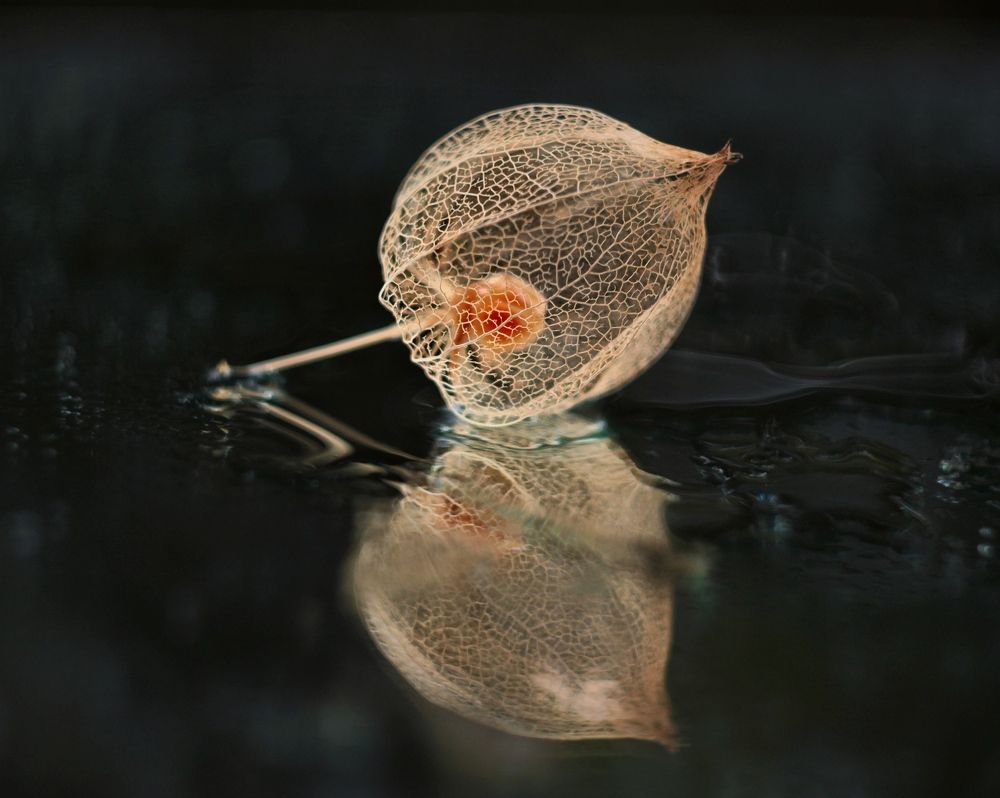 Кружево физалиса