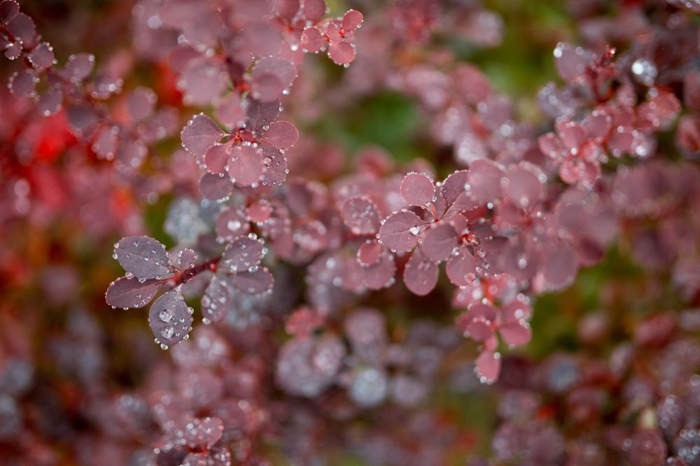 Серебро дождя