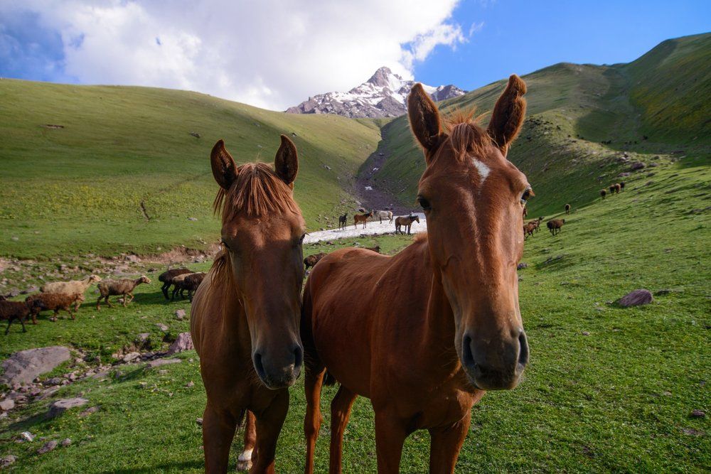 любопытные