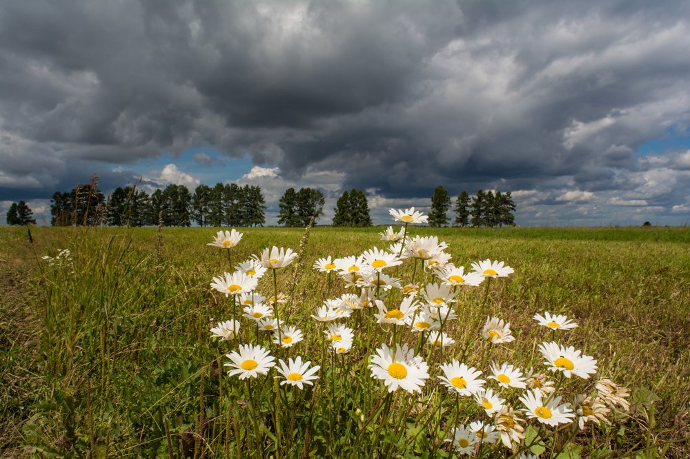 chamomile and thunderstorm
