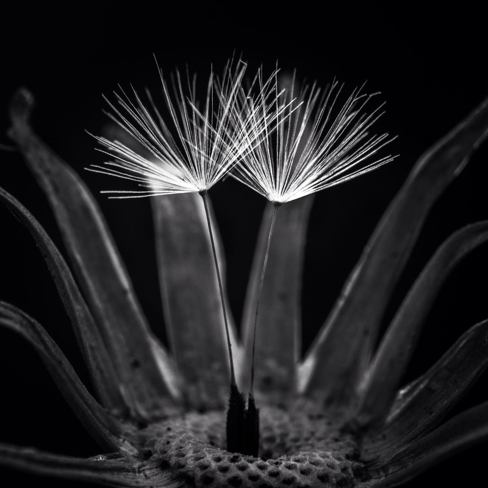 Танец на цыпочках