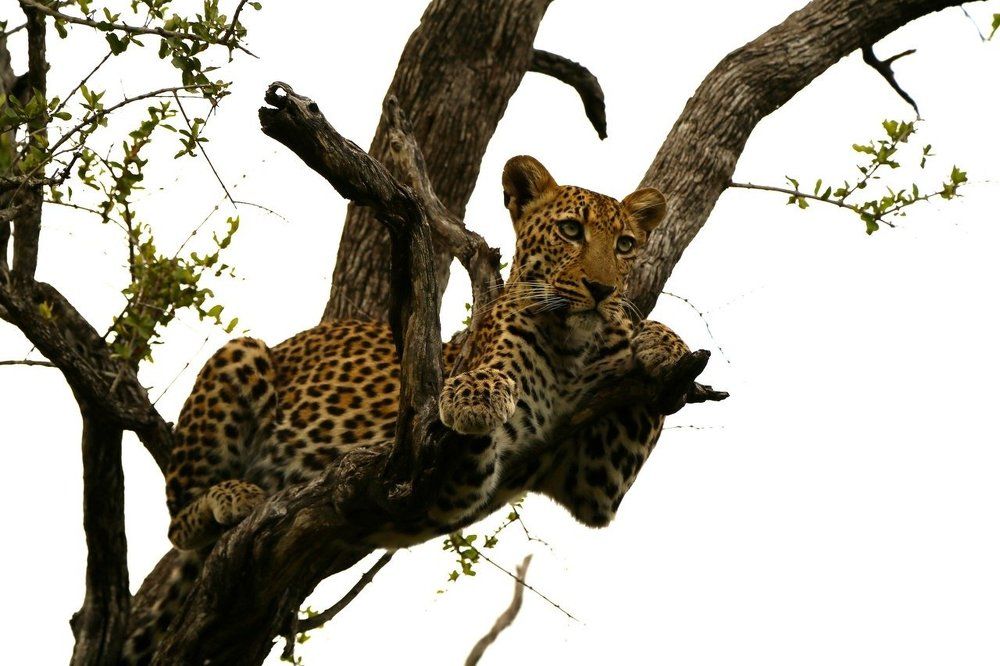 Предвкушение