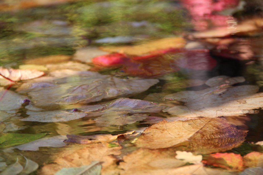 осенняя палитра