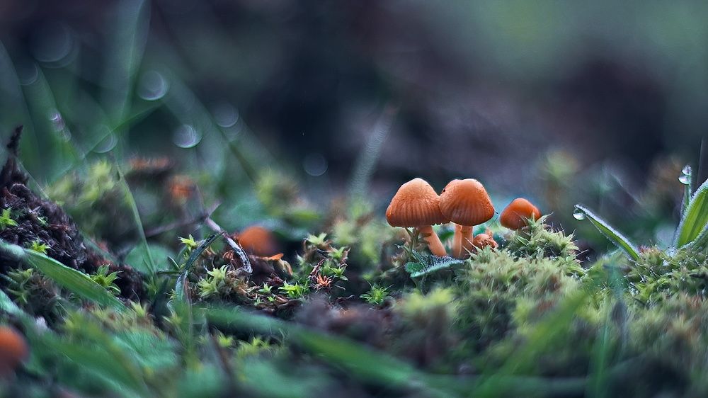 Грибы растут в Минераловодском районе в декабре.