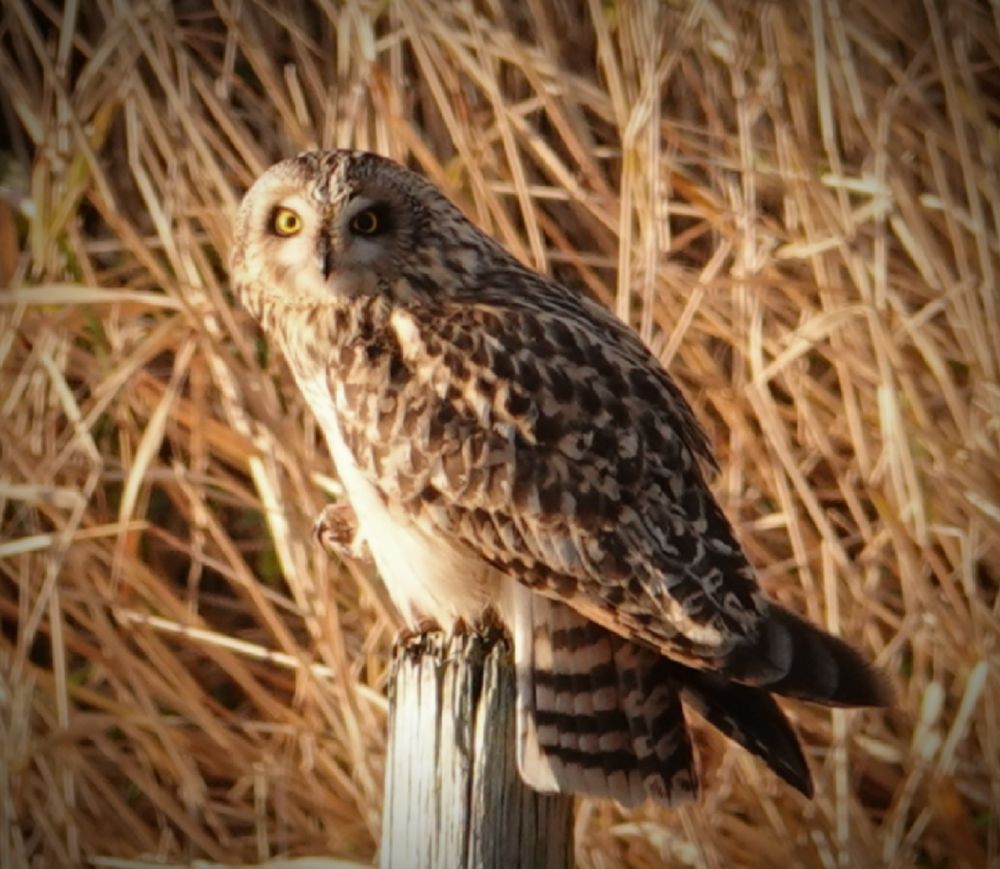 Birds in Boundary Bay, BC, Canada