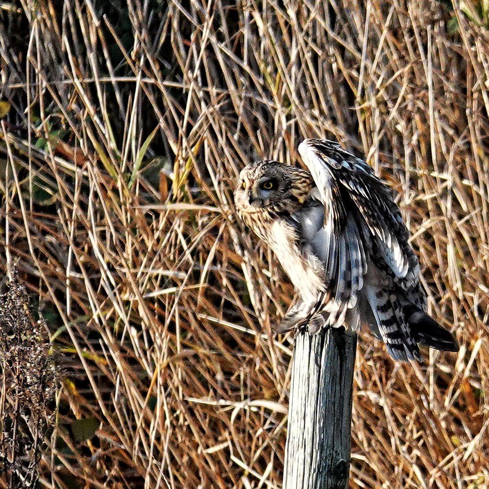 Barn Owl-ready to fly