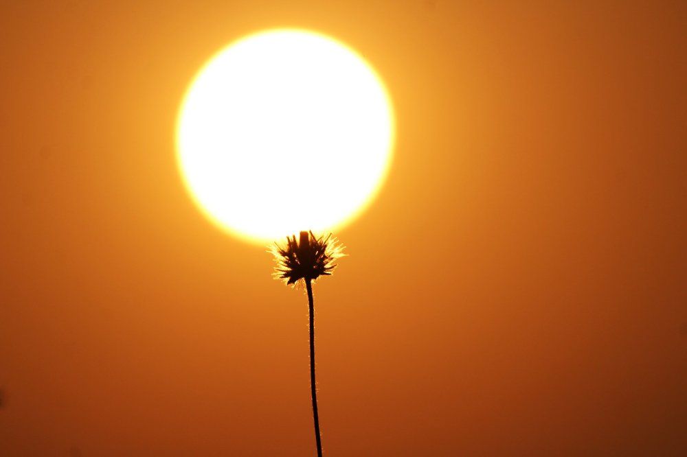 Absorbing the last drops of sunlight