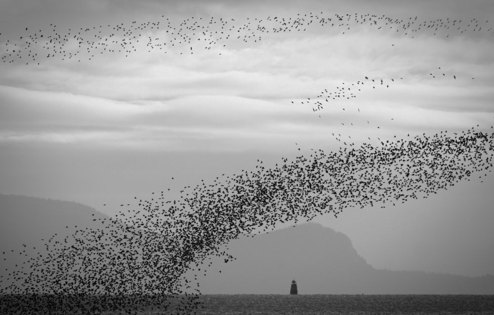 Thousands of shorebirds migration
