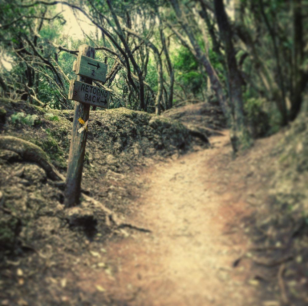 Forest Anaga