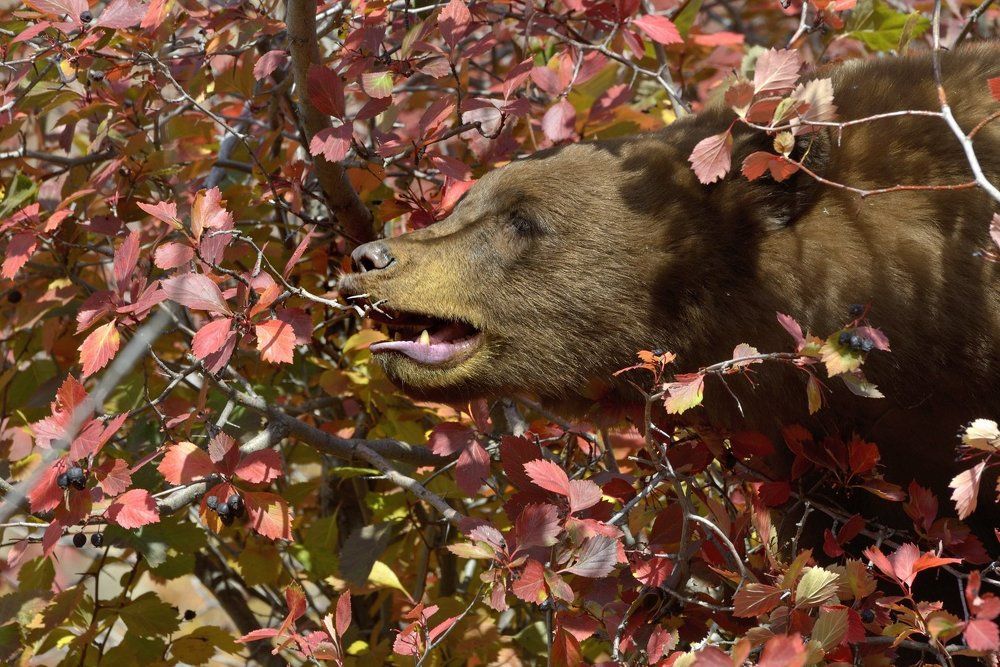 К сладким ягодкам сквозь колючки.