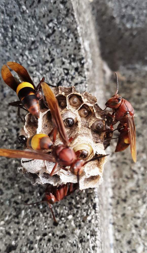 Life of bee