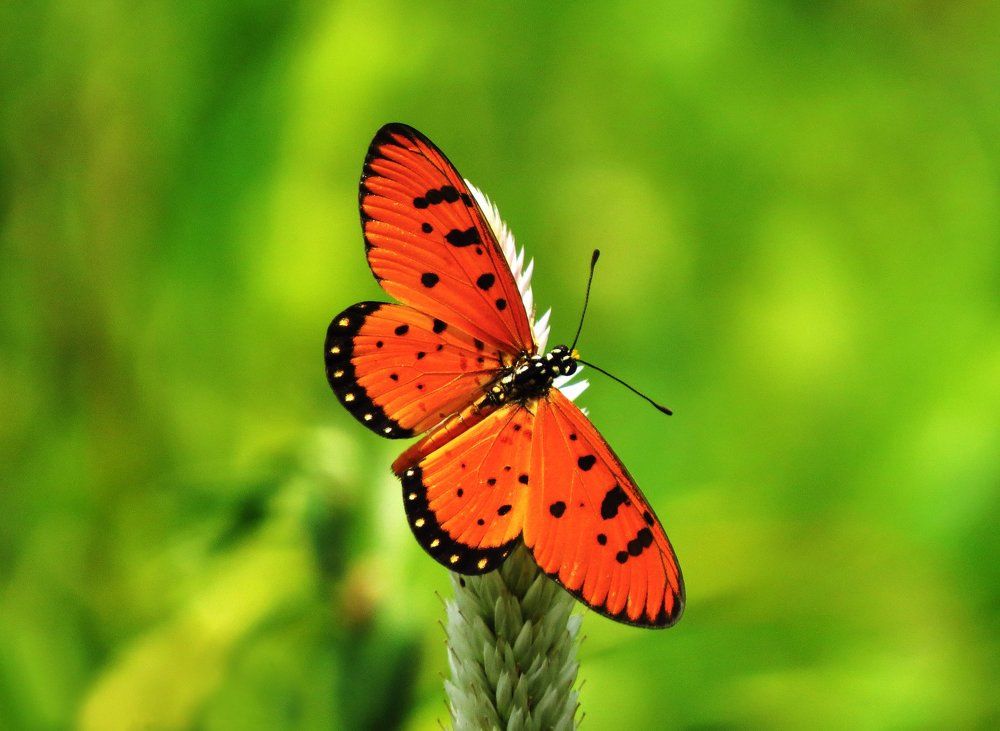 Colours Of Wings