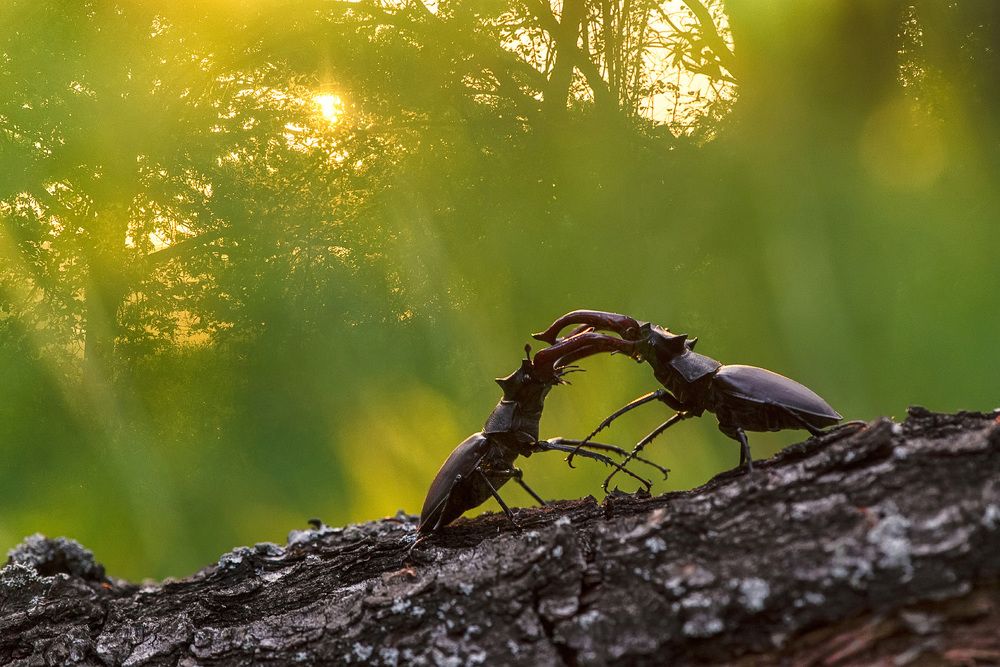 Битва Титанов