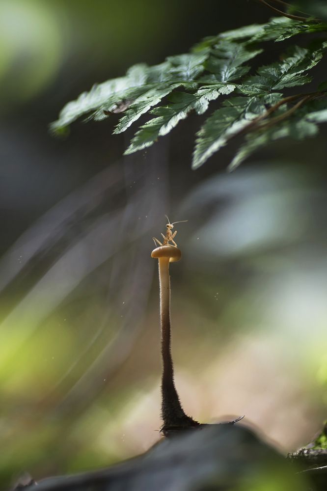 Покоритель вершин